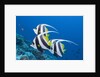 Pennant Bannerfish (Heniochus diphreutes) by Anonymous