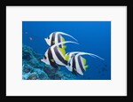 Pennant Bannerfish (Heniochus diphreutes) by Anonymous