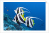 Pennant Bannerfish (Heniochus diphreutes) by Anonymous