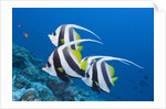 Pennant Bannerfish (Heniochus diphreutes) by Anonymous