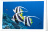 Pennant Bannerfish (Heniochus diphreutes) by Anonymous