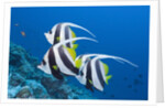 Pennant Bannerfish (Heniochus diphreutes) by Anonymous
