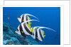 Pennant Bannerfish (Heniochus diphreutes) by Anonymous