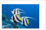 Pennant Bannerfish (Heniochus diphreutes) by Anonymous