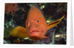 Coral Hind or Grouper (Cephalopholis miniata) by Anonymous