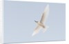 Common white-tern (Gygis alba) by Anonymous