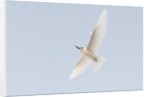 Common white-tern (Gygis alba) by Anonymous