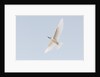 Common white-tern (Gygis alba) by Anonymous