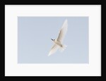 Common white-tern (Gygis alba) by Anonymous