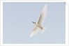 Common white-tern (Gygis alba) by Anonymous