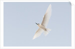 Common white-tern (Gygis alba) by Anonymous