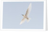 Common white-tern (Gygis alba) by Anonymous