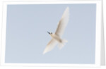 Common white-tern (Gygis alba) by Anonymous
