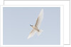 Common white-tern (Gygis alba) by Anonymous