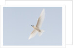 Common white-tern (Gygis alba) by Anonymous