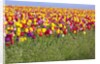Tulip fields, Wooden Shoe Tulip Farm, Woodburn Oregon, United States by Anonymous