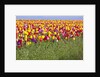 Tulip fields, Wooden Shoe Tulip Farm, Woodburn Oregon, United States by Anonymous