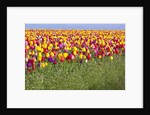Tulip fields, Wooden Shoe Tulip Farm, Woodburn Oregon, United States by Anonymous