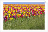 Tulip fields, Wooden Shoe Tulip Farm, Woodburn Oregon, United States by Anonymous