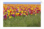 Tulip fields, Wooden Shoe Tulip Farm, Woodburn Oregon, United States by Anonymous