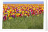 Tulip fields, Wooden Shoe Tulip Farm, Woodburn Oregon, United States by Anonymous