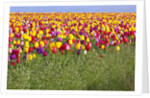 Tulip fields, Wooden Shoe Tulip Farm, Woodburn Oregon, United States by Anonymous