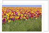 Tulip fields, Wooden Shoe Tulip Farm, Woodburn Oregon, United States by Anonymous