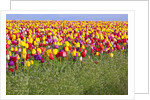 Tulip fields, Wooden Shoe Tulip Farm, Woodburn Oregon, United States by Anonymous