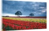 Sunrise over tulip field, Wooden Shoe Tulip Farm, Woodburn, Oregon by Anonymous