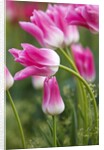 Tulip fields, Wooden Shoe Tulip Farm, Woodburn Oregon, United States by Anonymous