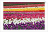 Tulip fields, Wooden Shoe Tulip Farm, Woodburn Oregon, United States by Anonymous