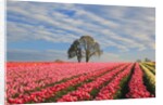 Sunrise over tulip field, Wooden Shoe Tulip Farm, Woodburn, Oregon by Anonymous