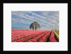 Sunrise over tulip field, Wooden Shoe Tulip Farm, Woodburn, Oregon by Anonymous