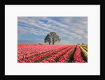 Sunrise over tulip field, Wooden Shoe Tulip Farm, Woodburn, Oregon by Anonymous