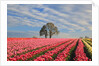 Sunrise over tulip field, Wooden Shoe Tulip Farm, Woodburn, Oregon by Anonymous