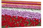 Tulip fields, Wooden Shoe Tulip Farm, Woodburn Oregon, United States by Anonymous