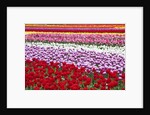 Tulip fields, Wooden Shoe Tulip Farm, Woodburn Oregon, United States by Anonymous
