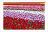 Tulip fields, Wooden Shoe Tulip Farm, Woodburn Oregon, United States by Anonymous