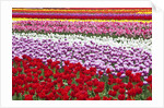 Tulip fields, Wooden Shoe Tulip Farm, Woodburn Oregon, United States by Anonymous