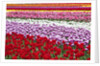 Tulip fields, Wooden Shoe Tulip Farm, Woodburn Oregon, United States by Anonymous