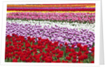 Tulip fields, Wooden Shoe Tulip Farm, Woodburn Oregon, United States by Anonymous