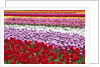 Tulip fields, Wooden Shoe Tulip Farm, Woodburn Oregon, United States by Anonymous