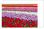 Tulip fields, Wooden Shoe Tulip Farm, Woodburn Oregon, United States by Anonymous