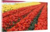 Tulip fields, Wooden Shoe Tulip Farm, Woodburn Oregon, United States by Anonymous