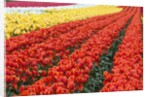 Tulip fields, Wooden Shoe Tulip Farm, Woodburn Oregon, United States by Anonymous