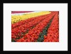 Tulip fields, Wooden Shoe Tulip Farm, Woodburn Oregon, United States by Anonymous