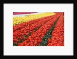 Tulip fields, Wooden Shoe Tulip Farm, Woodburn Oregon, United States by Anonymous