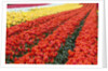 Tulip fields, Wooden Shoe Tulip Farm, Woodburn Oregon, United States by Anonymous