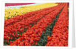 Tulip fields, Wooden Shoe Tulip Farm, Woodburn Oregon, United States by Anonymous