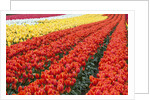 Tulip fields, Wooden Shoe Tulip Farm, Woodburn Oregon, United States by Anonymous